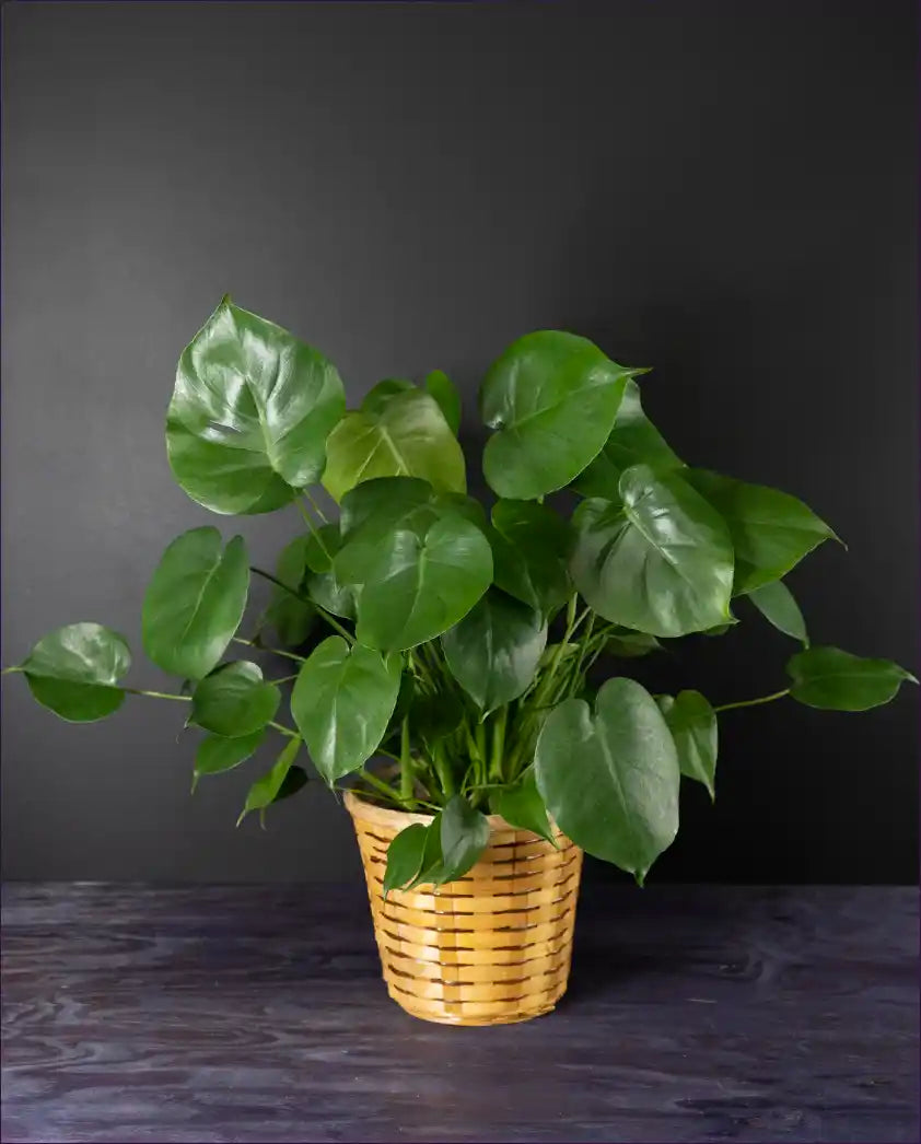 Marvelous Monstera plant from bloombudz in Paragould, AR