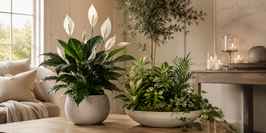 Are Plants Appropriate For A Funeral?