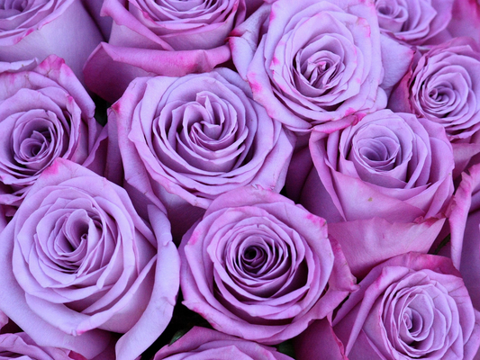 Discovering the Meanings Behind Popular Blooms