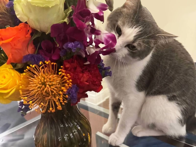 Pet-Friendly Flowers: A Guide for Pet Owners