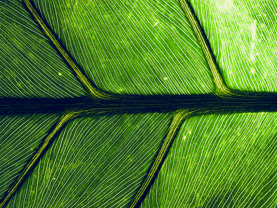 Ultimate Guide to Indoor Plant Care