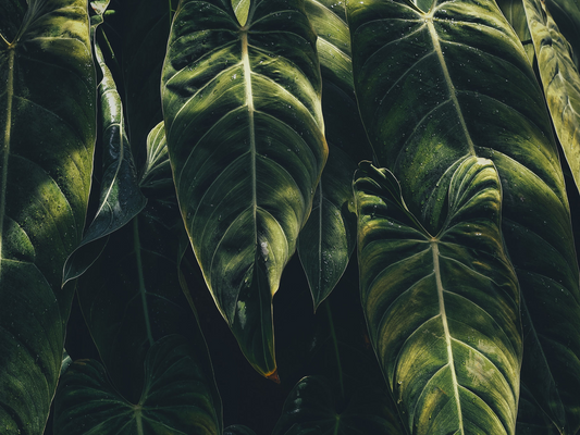 Plants Vs. Flowers: What Paragould Shoppers Should Actually Send
