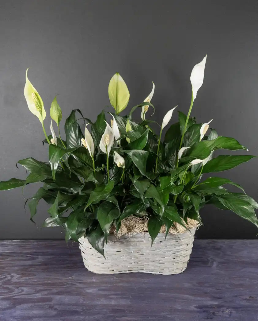 Double peace lily plant sympathy gift from bloombudz in Paragould, AR