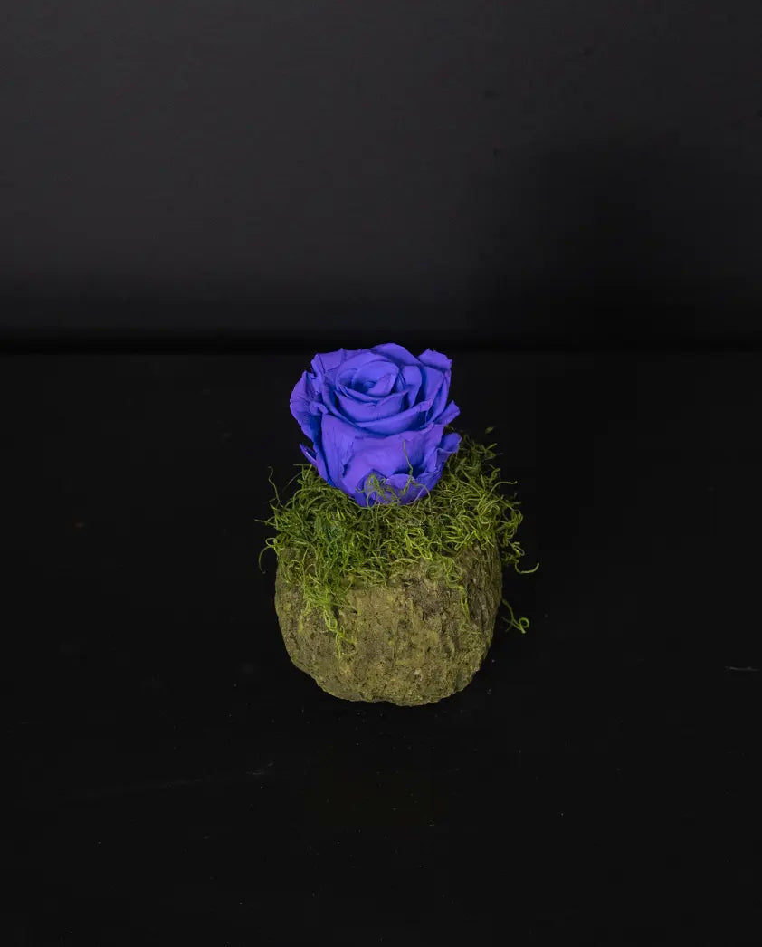 purple rose on a bed of moss against a black background