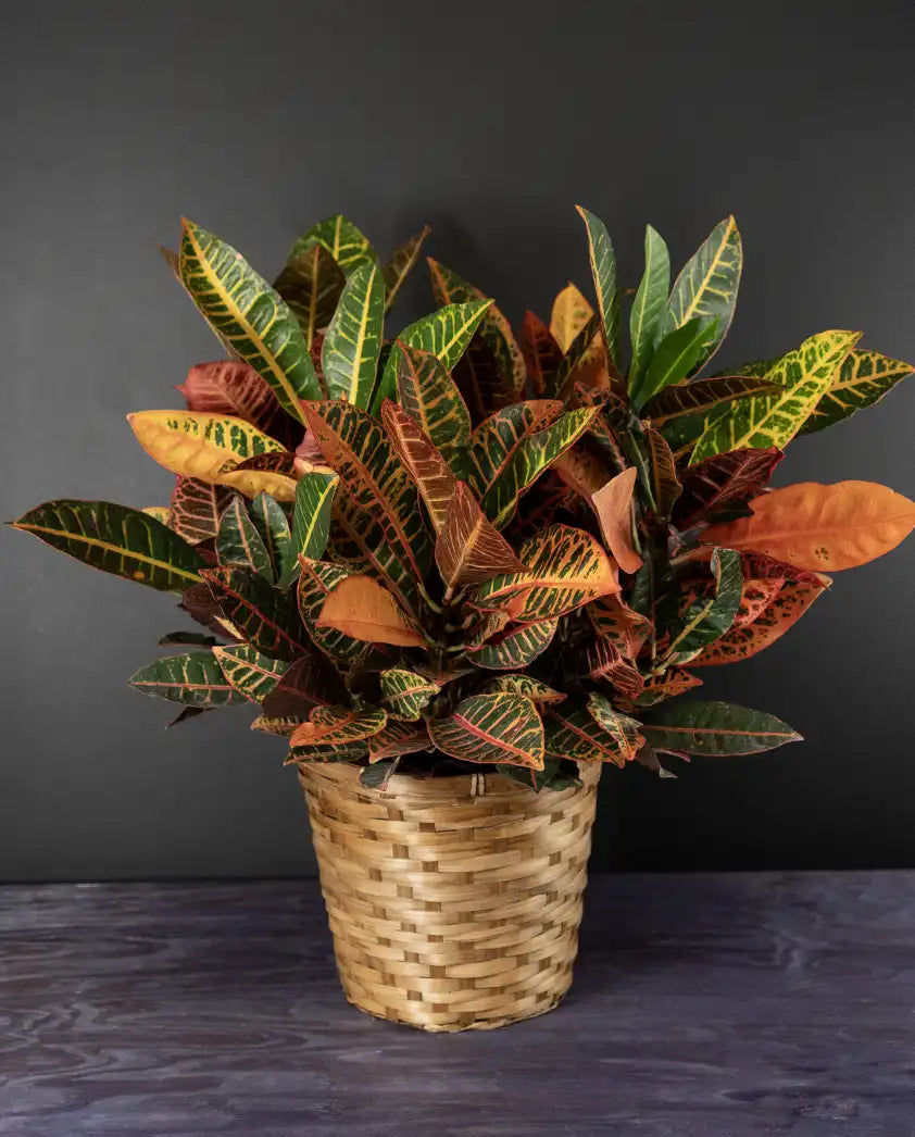 MosaicLeaf Croton plant from bloombudz in Paragould, AR