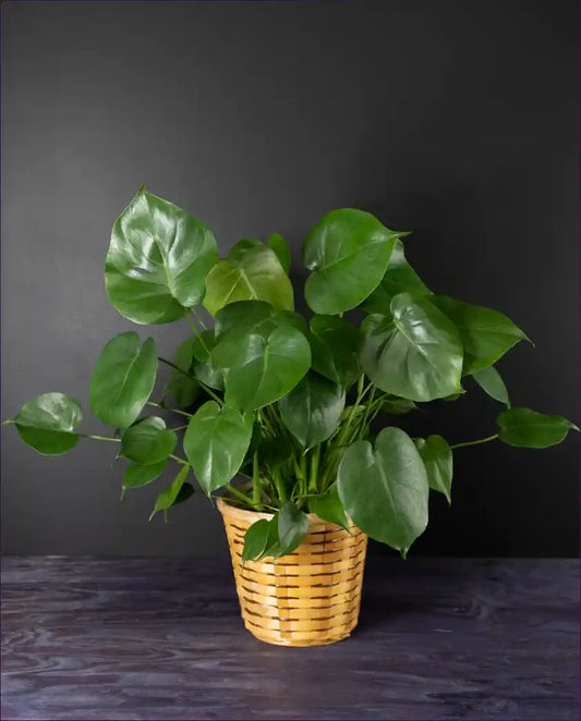 Marvelous Monstera plant from bloombudz in Paragould, AR