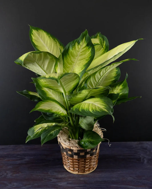 Dieffenbachia plant from bloombudz in Paragould, AR