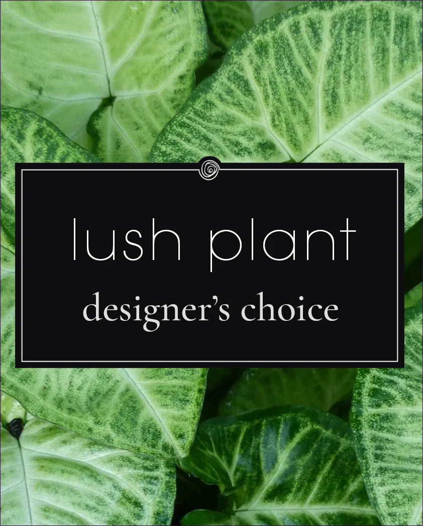 Designer's Choice (Green Plant)