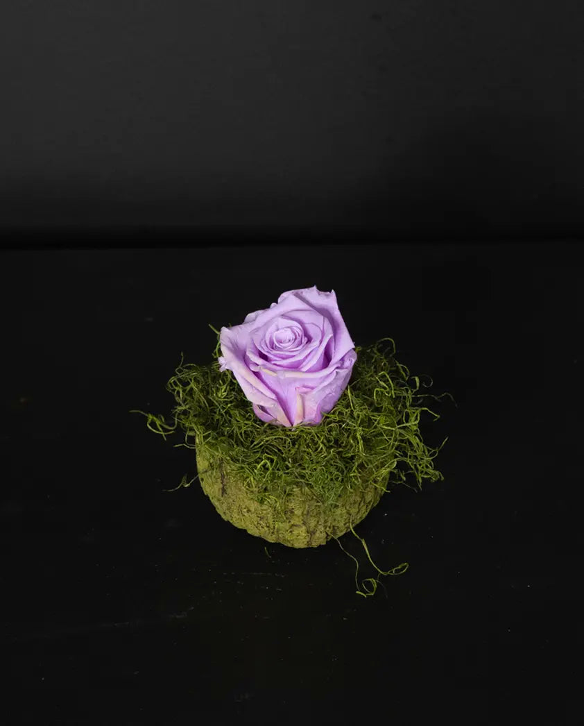 pink rose on a bed of green moss against a black background