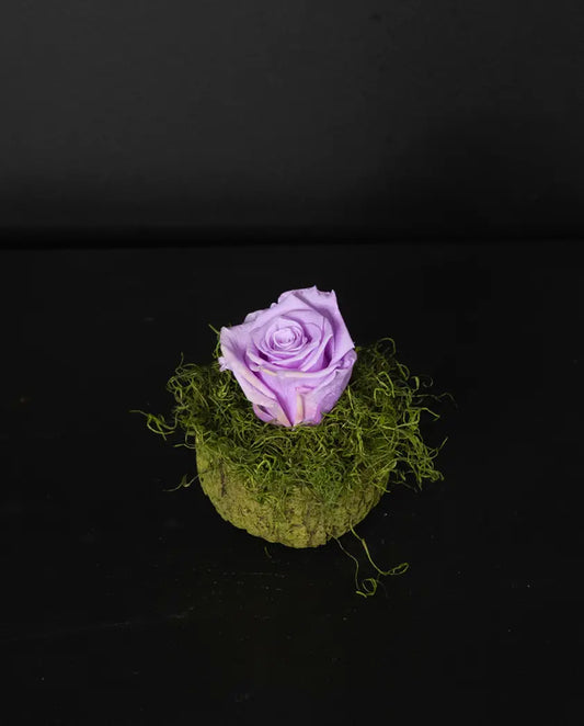 pink rose on a bed of green moss against a black background