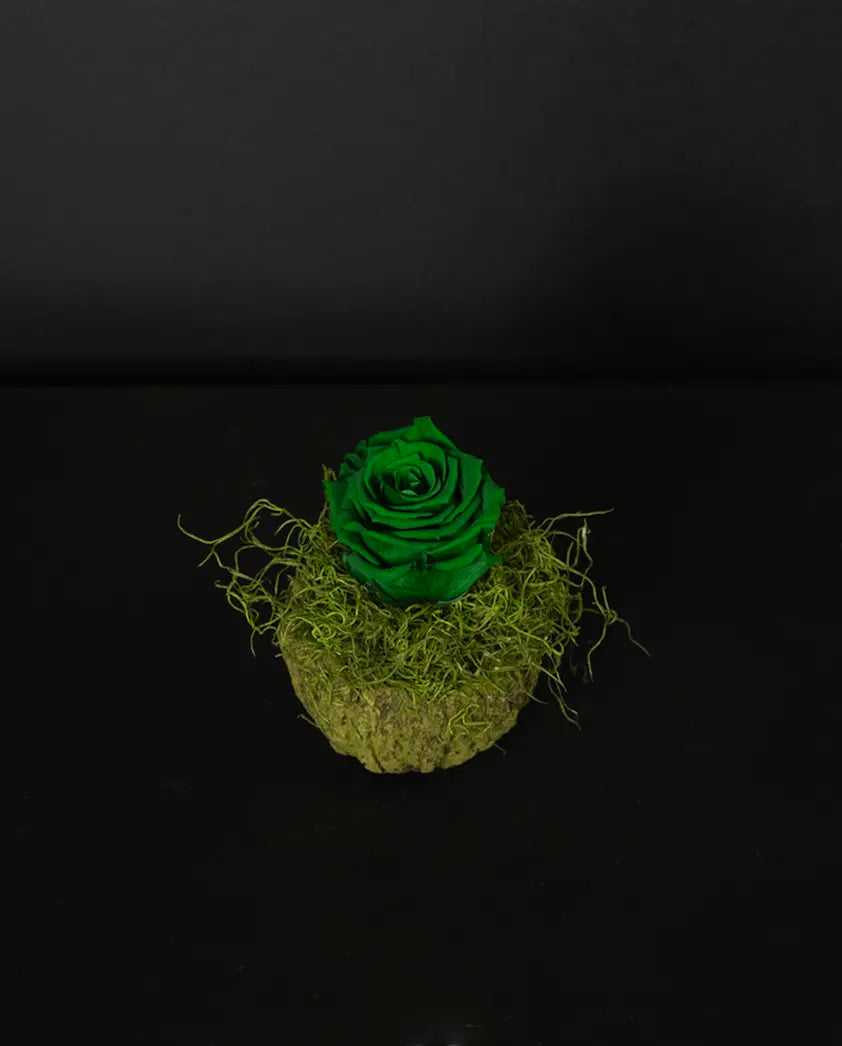Green rose on a bed of moss against a black background
