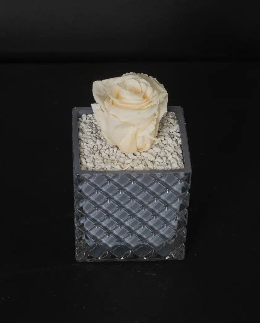 Grey Garden image 0