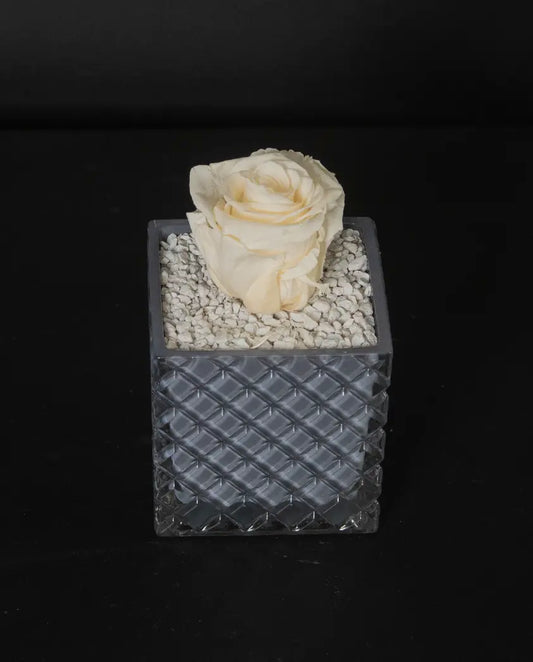 Grey Garden image 0