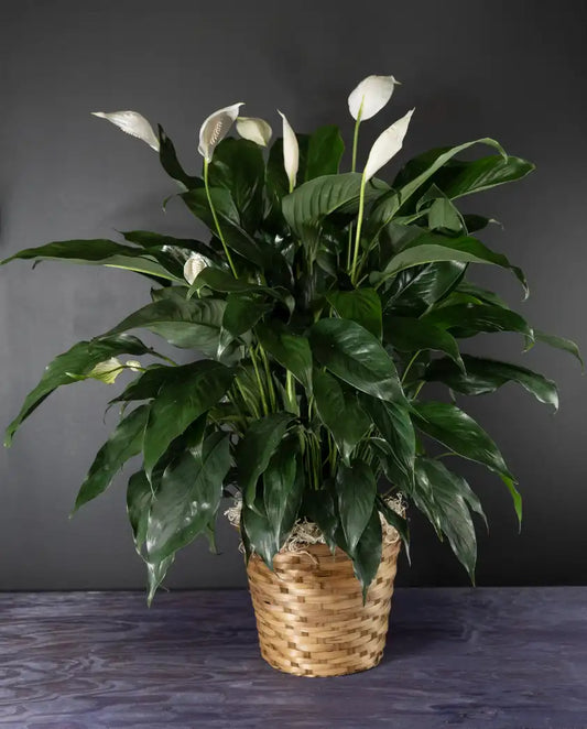 Peace Lily from bloombudz in Paragould, AR