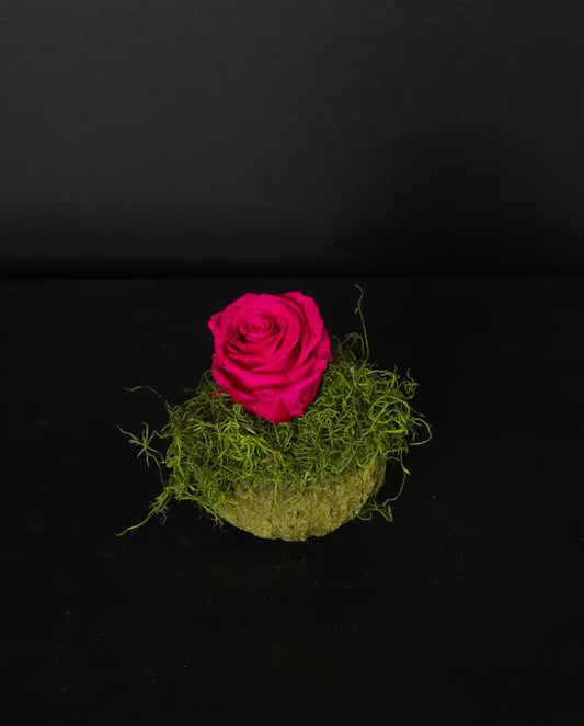 Pink rose on a bed of green moss against a black background