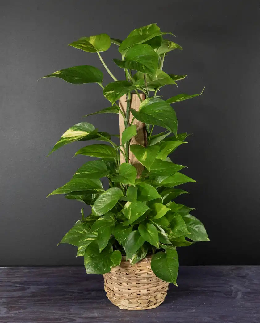 Pothos Paradise plant from bloombudz in Paragould, AR
