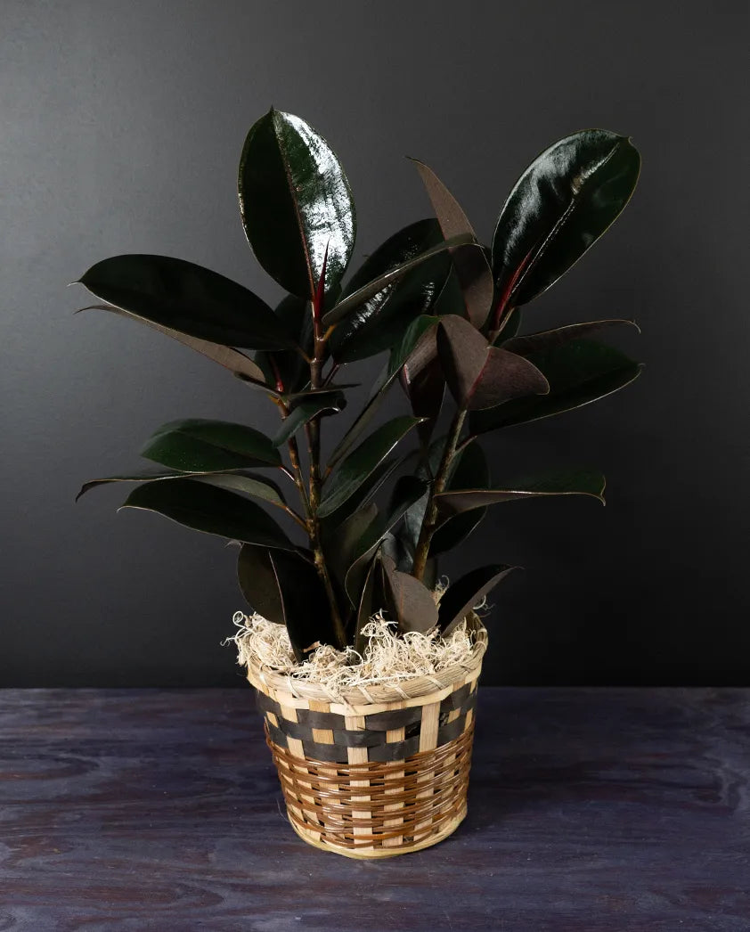 Rubber Tree Plant - Ficus plant from bloombudz in Paragould, AR