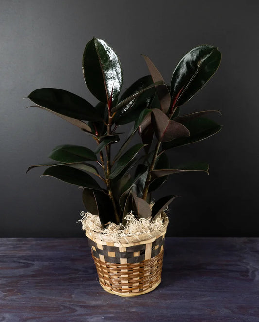 Rubber Tree Plant - Ficus plant from bloombudz in Paragould, AR