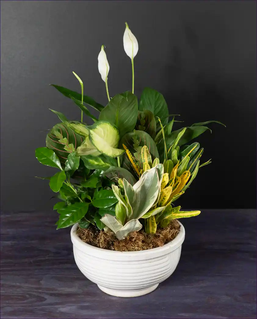 Ceramic Lush Dish Garden