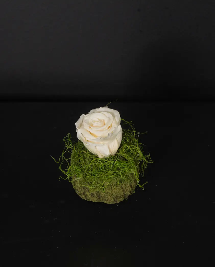 White rose on a bed of green moss against a black background