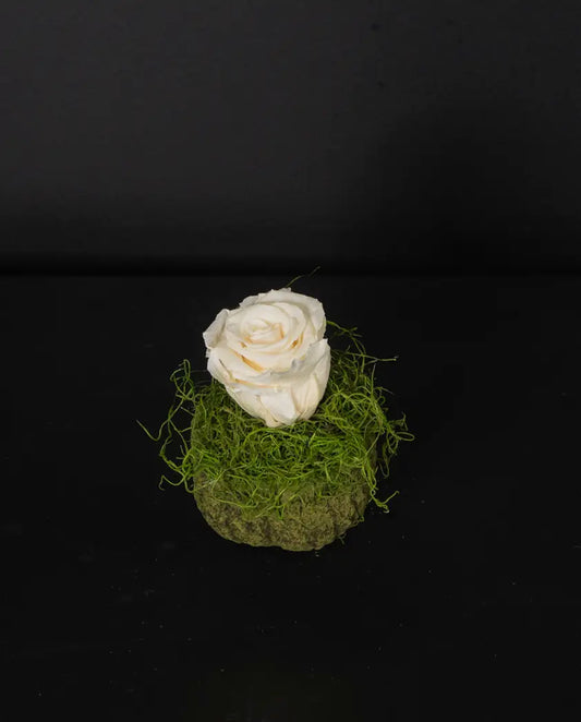 White rose on a bed of green moss against a black background