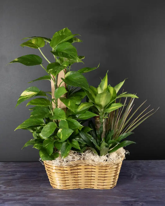 Grand Garden plant arrangement from bloombudz in Paragould, AR