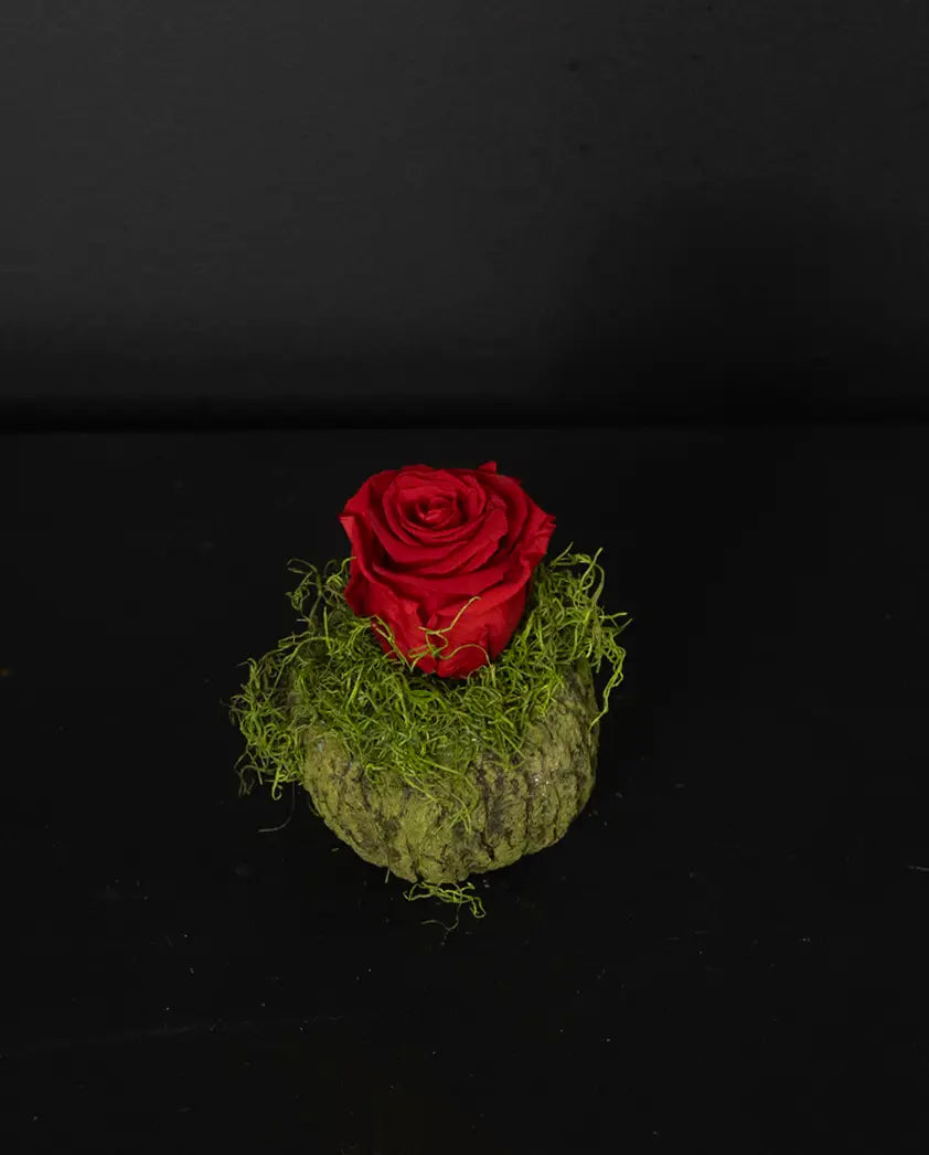 Mayan Coconut forever red rose from bloombudz in Paragould, AR
